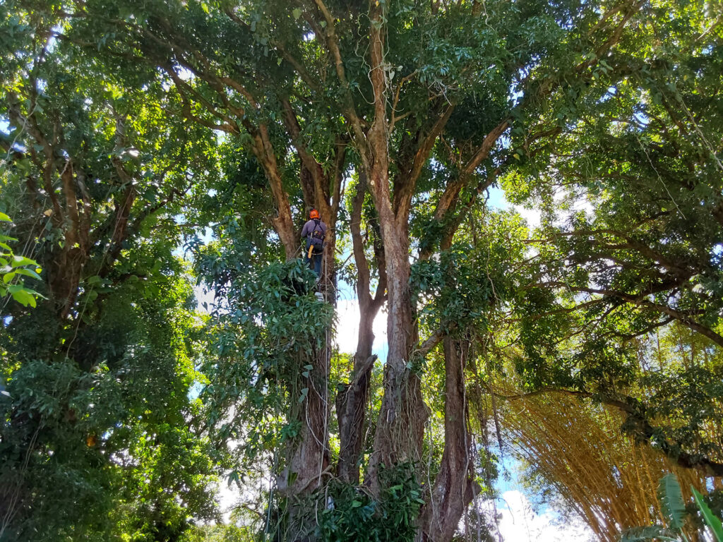 Tree Trimming Services in Maui - Island Tree Style