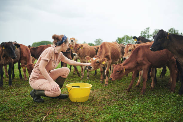 Sustainable Ranching: Nurturing Land, Livestock, And Local Communities