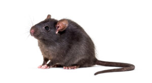 Rat Removal Glen Iris, Rat & Rodent Control Glen Iris