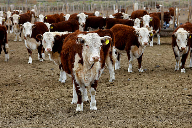 The Eco-Friendly Impact of Cross-Breeding Cattle