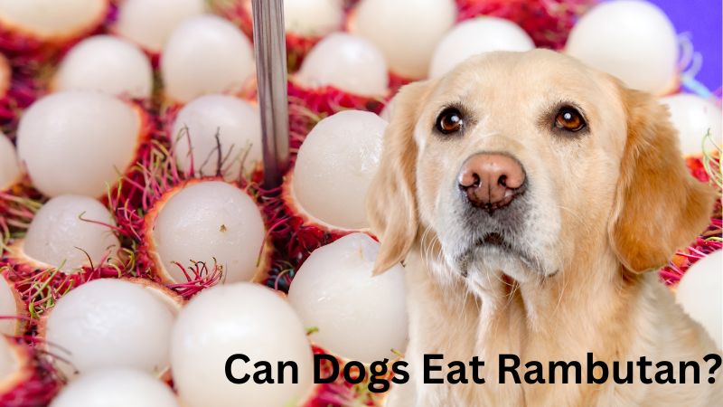 Can Dogs Eat Rambutan Benifits And Risk- Doggie Food Items