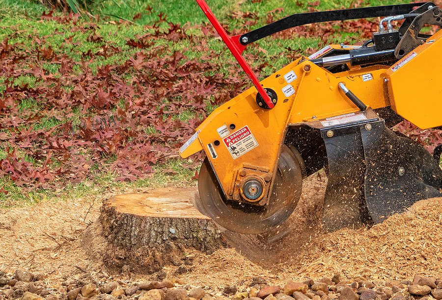 How Do You Safely Remove a Tree Stump? - Ezine Blog