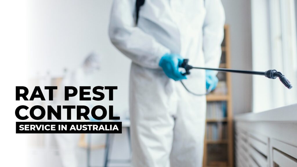 Strategies for Successful Rat Pest Control in Australia – Cheap Pest Control