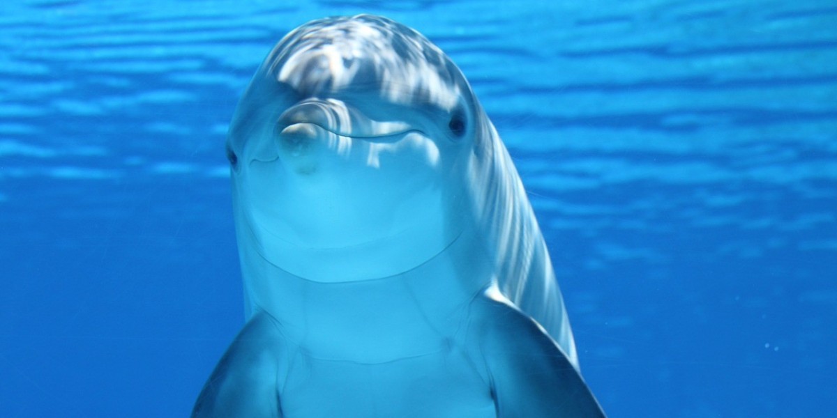 Are Dolphins Mammals? Exploring the Classification of These Intelligent Marine Creatures