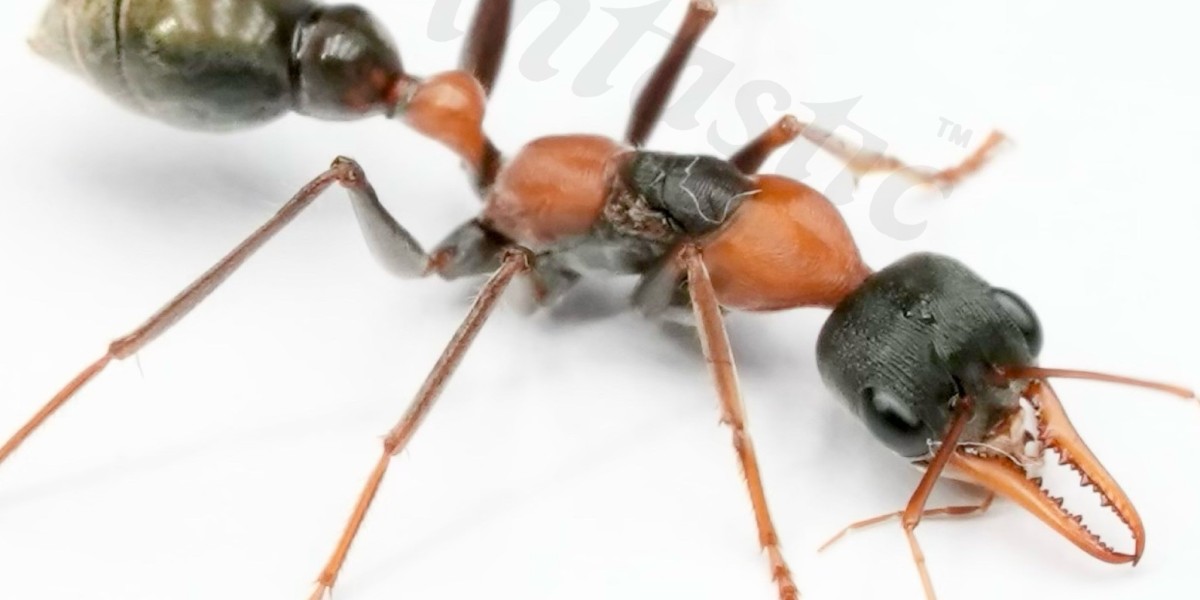 Unveiling the Mighty Bull Ant: Nature's Powerhouse in Miniature