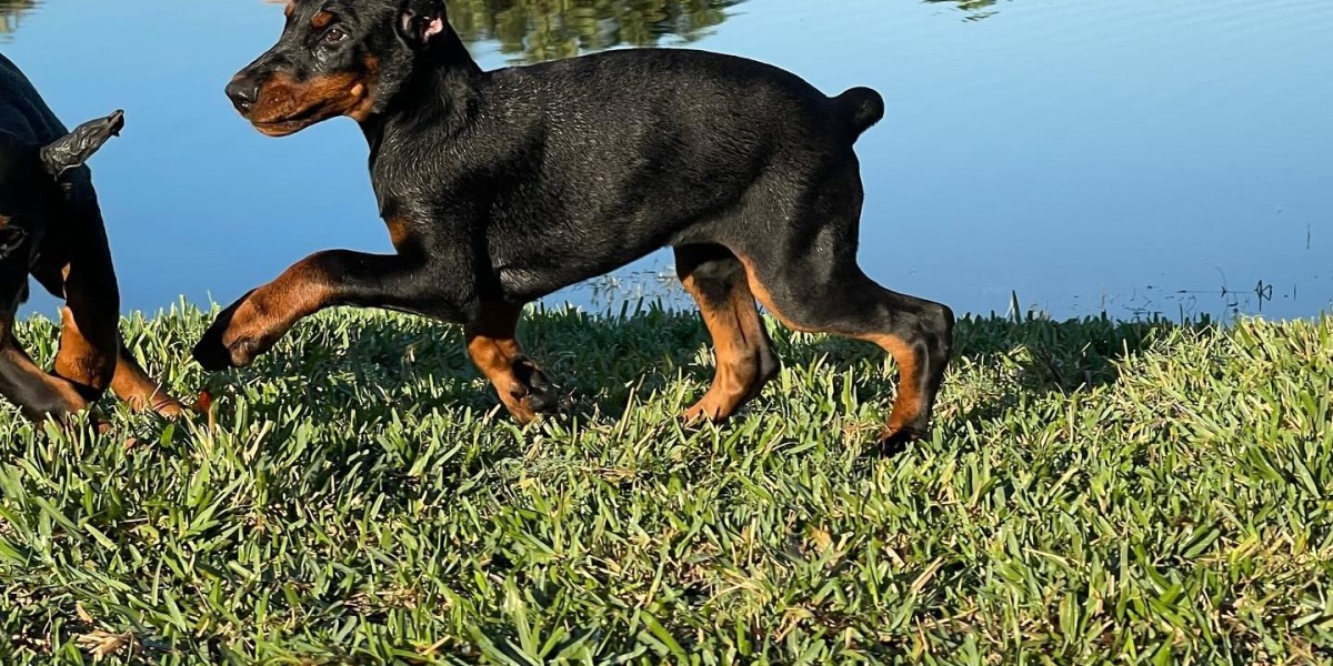 Euro Dobe Diaries: Life with a European Doberman Pinscher