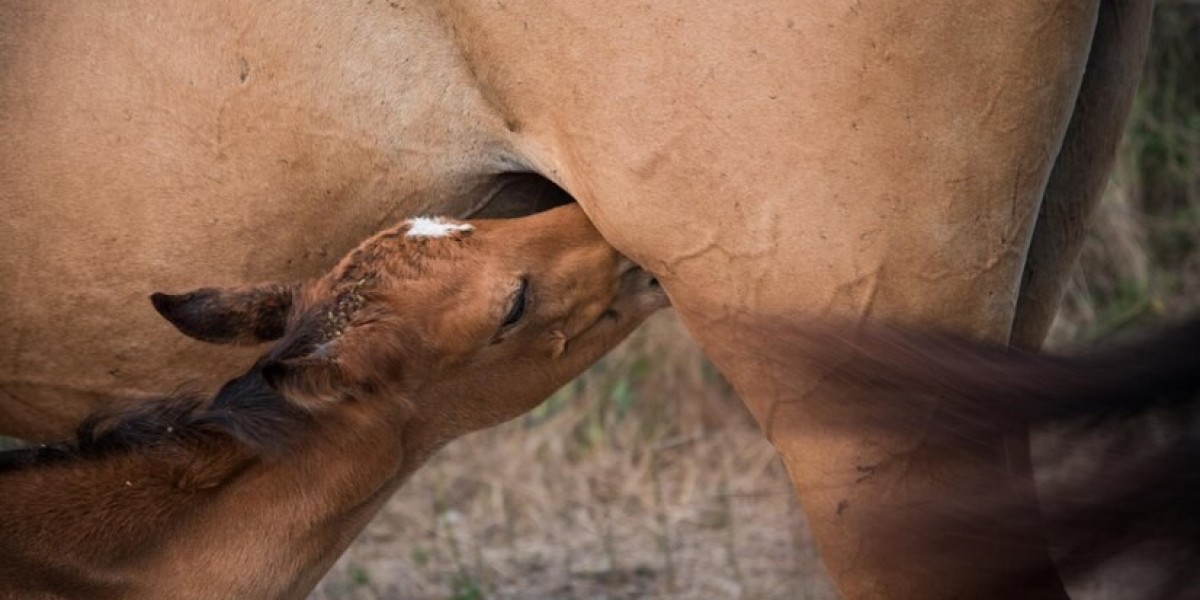 Bovine Mastitis  Market Application ,Share