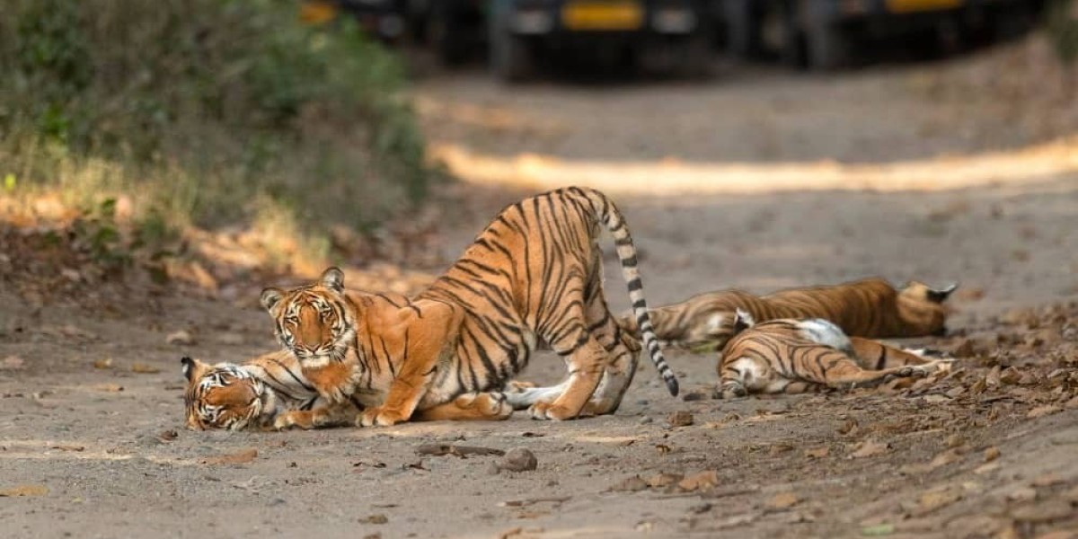 Exploring The Enchanting Wilderness Of Jim Corbett National Park