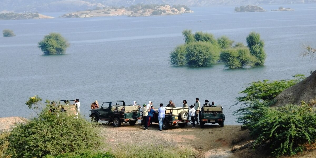 Unveiling the Beauty of Wildlife Through Jawai Leopard Safari