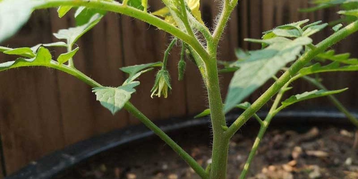 When to Plant Tomatoes in SC?