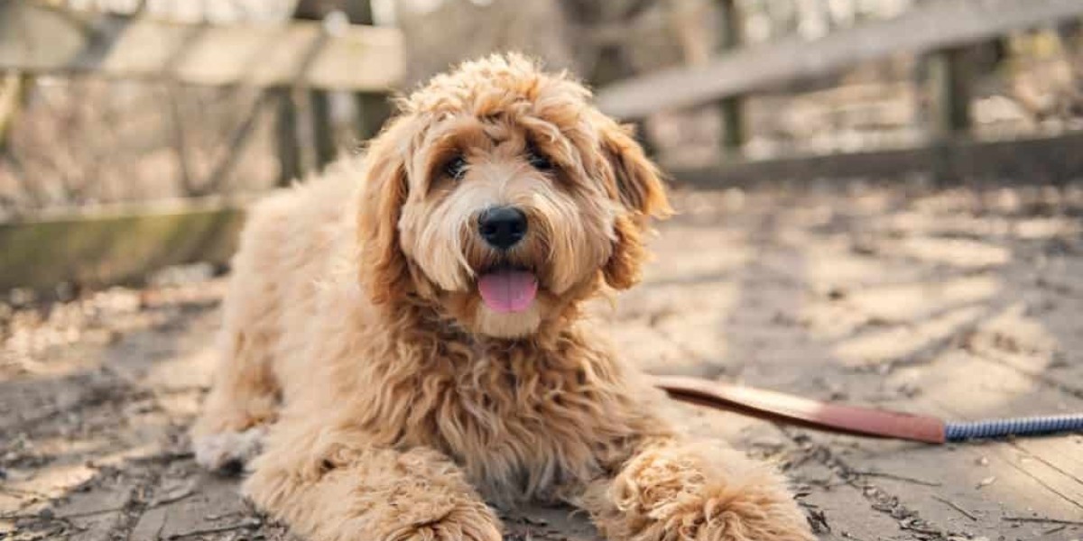 Goldendoodles Care