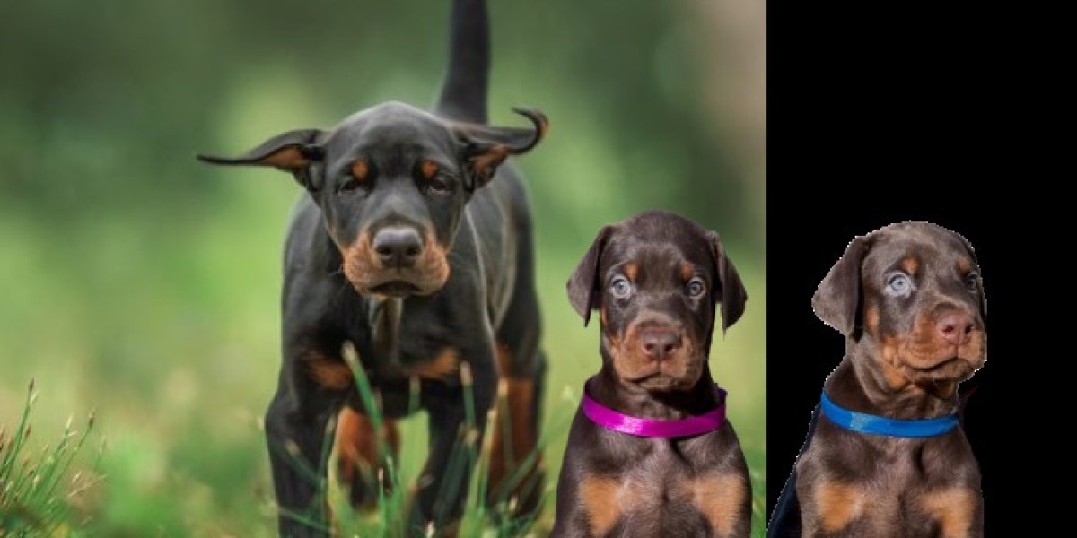 European Dobermans with Children: Creating Harmony in Your Household