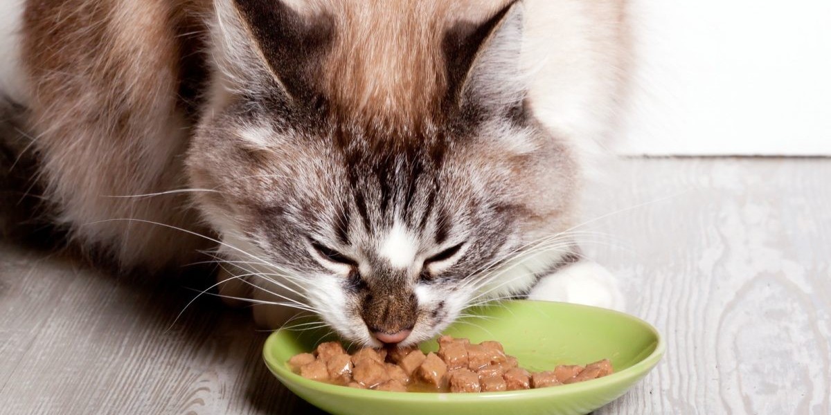 Exploring the Purr-fect Choices: A Deep Dive into the Cat Wet Food Market