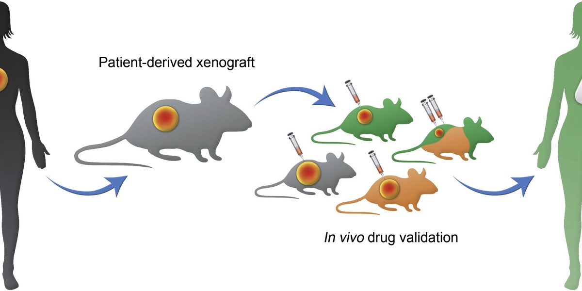 Patient-Derived Xenograft Models: Enhancing Precision Medicine in Oncology