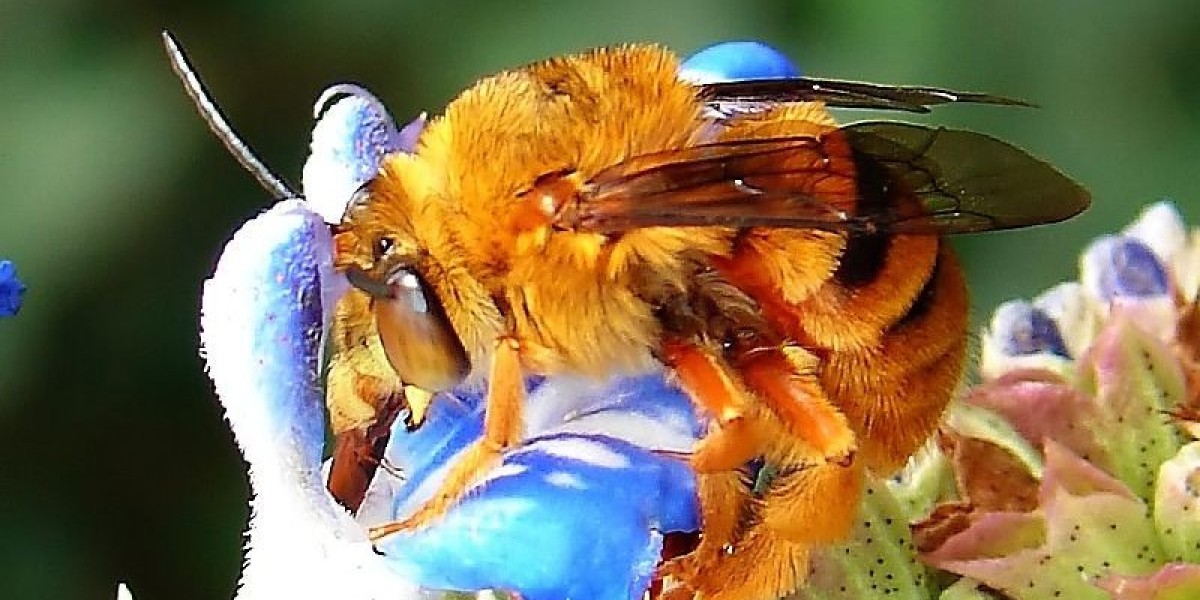 Safely Getting Rid of Australian Bees: Your Guide to Effective Bee Removal