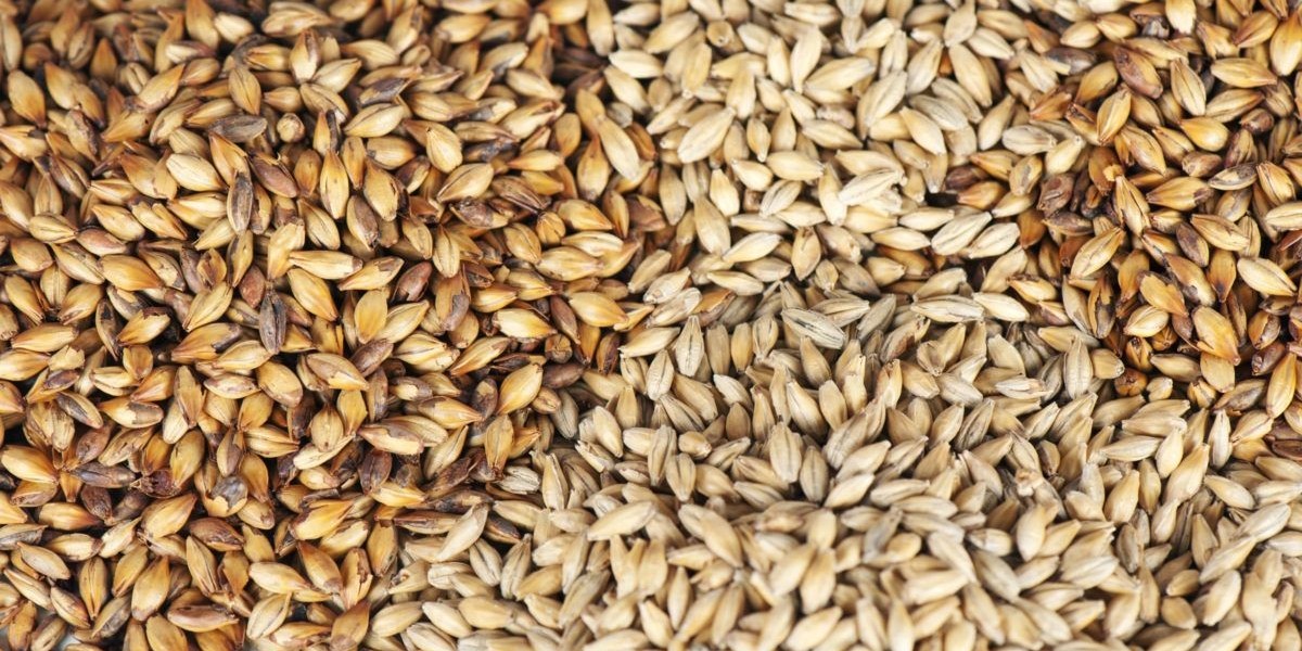 Rich History And Production Process Of Malted Barley