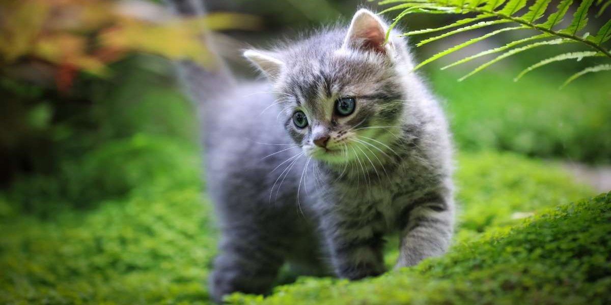 Cat Breeds with Blue Eyes: A Guide to These Mesmerizing Felines