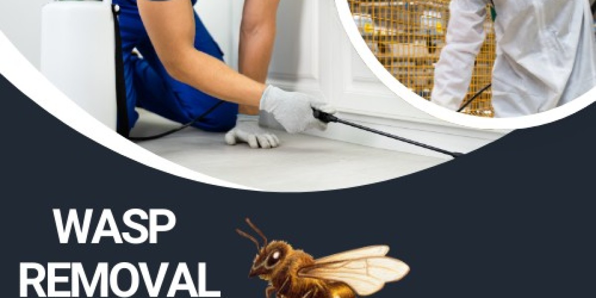 Protect Your Home Professional Wasp Removal in Brighton