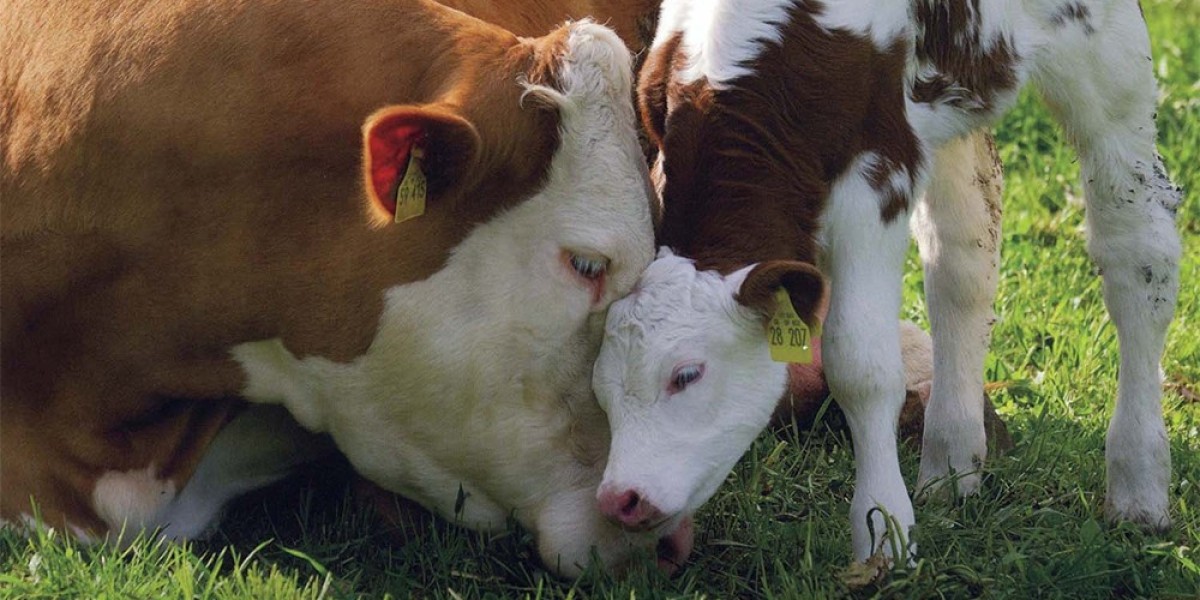 The Inhumane Reality: Addressing Live Export Suffering