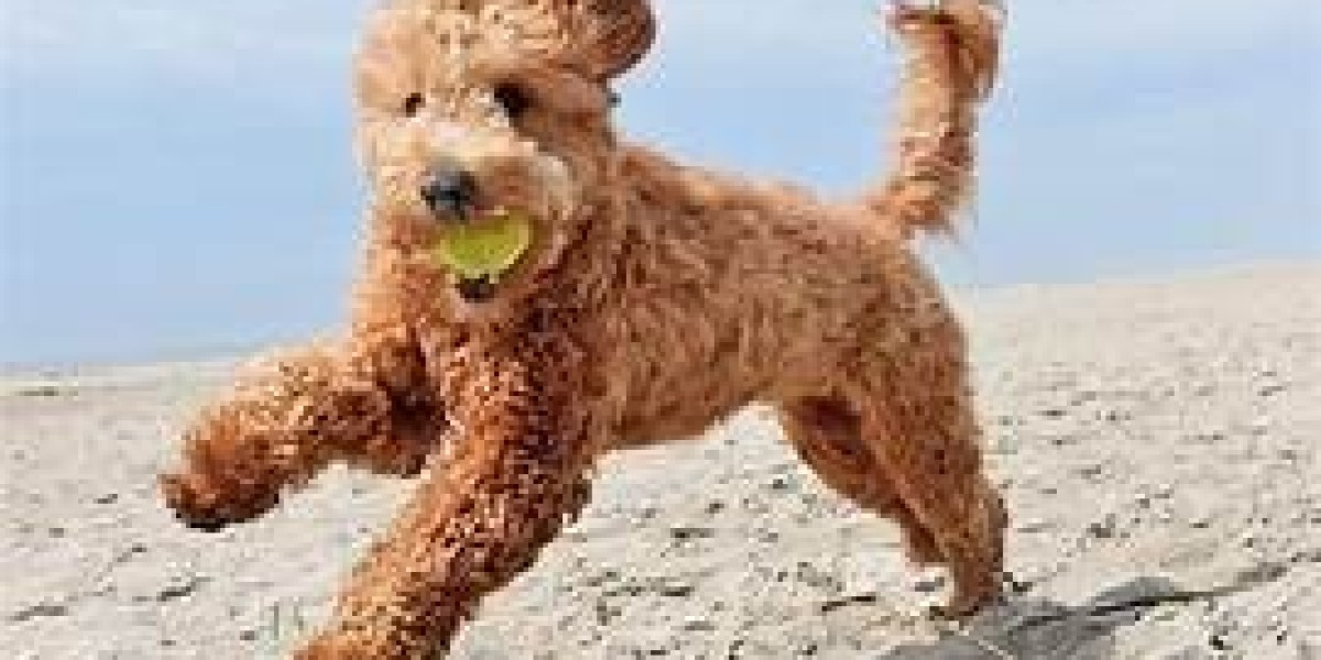 Goldendoodles Puppy Guide