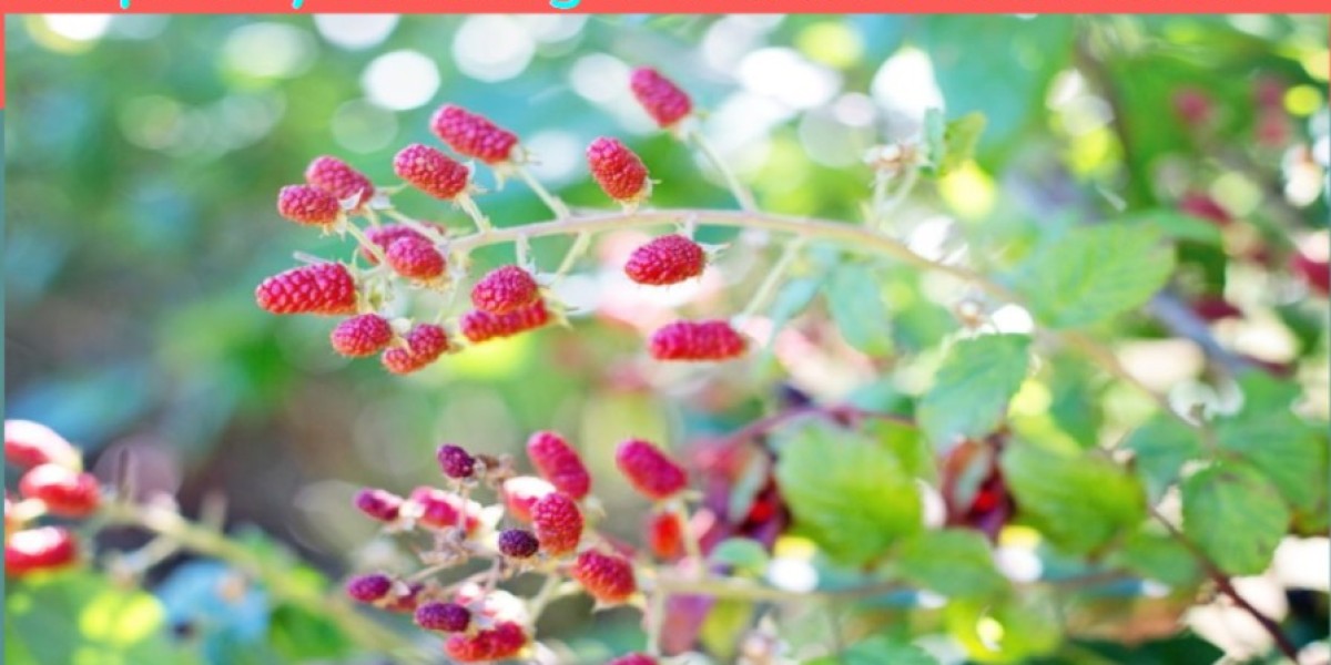 Raspberry Farming in India: A Total Guide