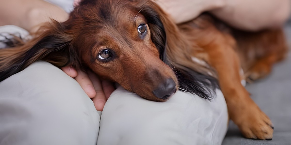 8 Essential Tips for Maintaining Your Dog’s Health and Behaviour