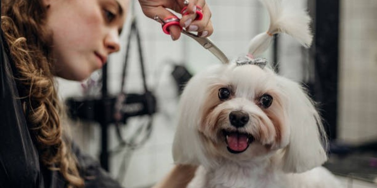 Save Your Time by Opting for These Services Available as Walk-in Dog Grooming in Lakewood, CO