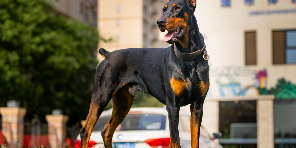 European Doberman Puppies: Best Collars and Leashes