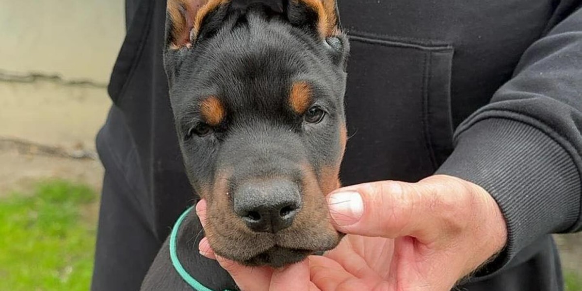 European Doberman Puppies: How to Prevent Separation Anxiety