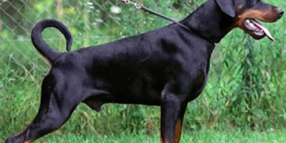 European Doberman Puppies: Choosing the Right Food