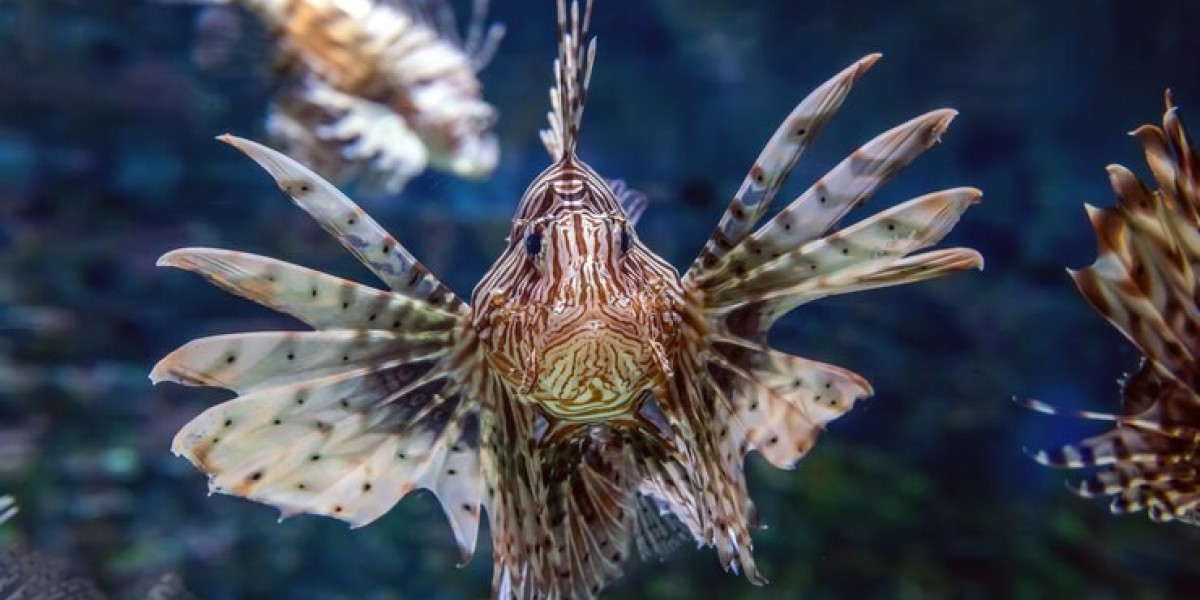 Discover Florida's Best Spots for Lionfish and Scallop Hunting