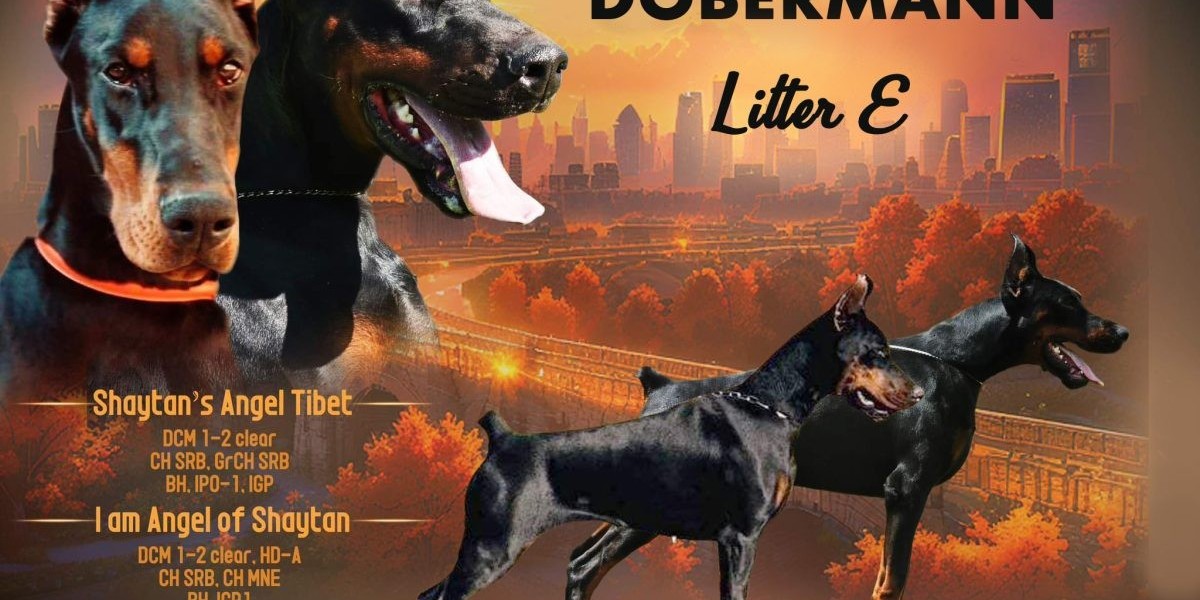 Socializing Your European Doberman: A Step-by-Step Guide