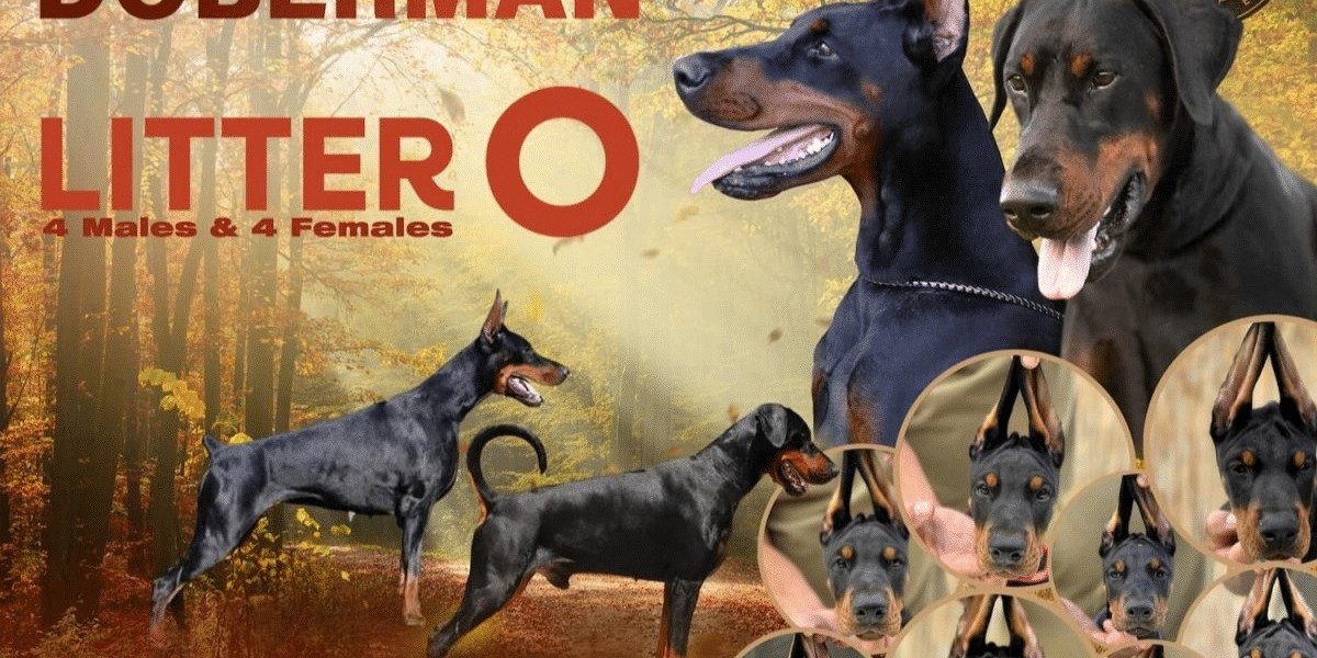 The History and Legacy of European Dobermans: What Sets Them Apart