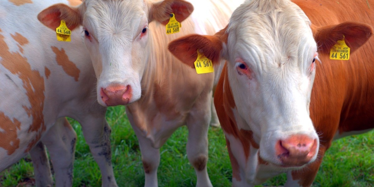 Livestock Identification: Key to Traceability and Disease Control