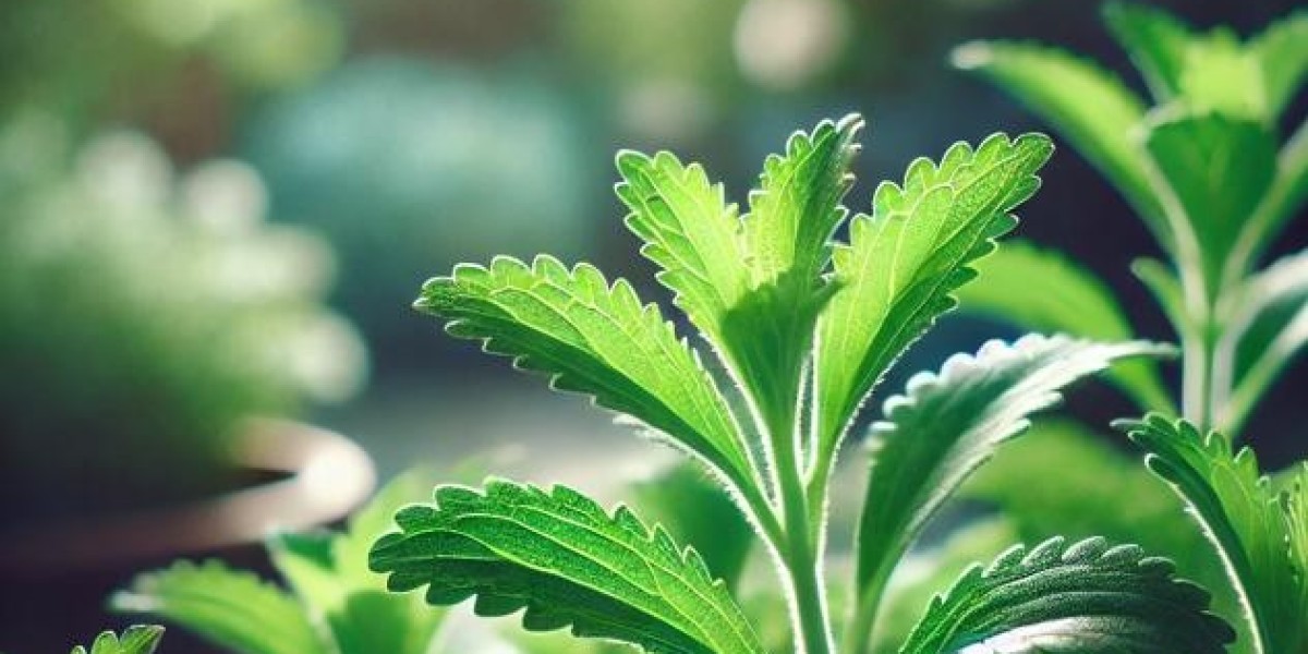 Stevia in Pakistan: A Sweet Solution for Health-Conscious Consumers