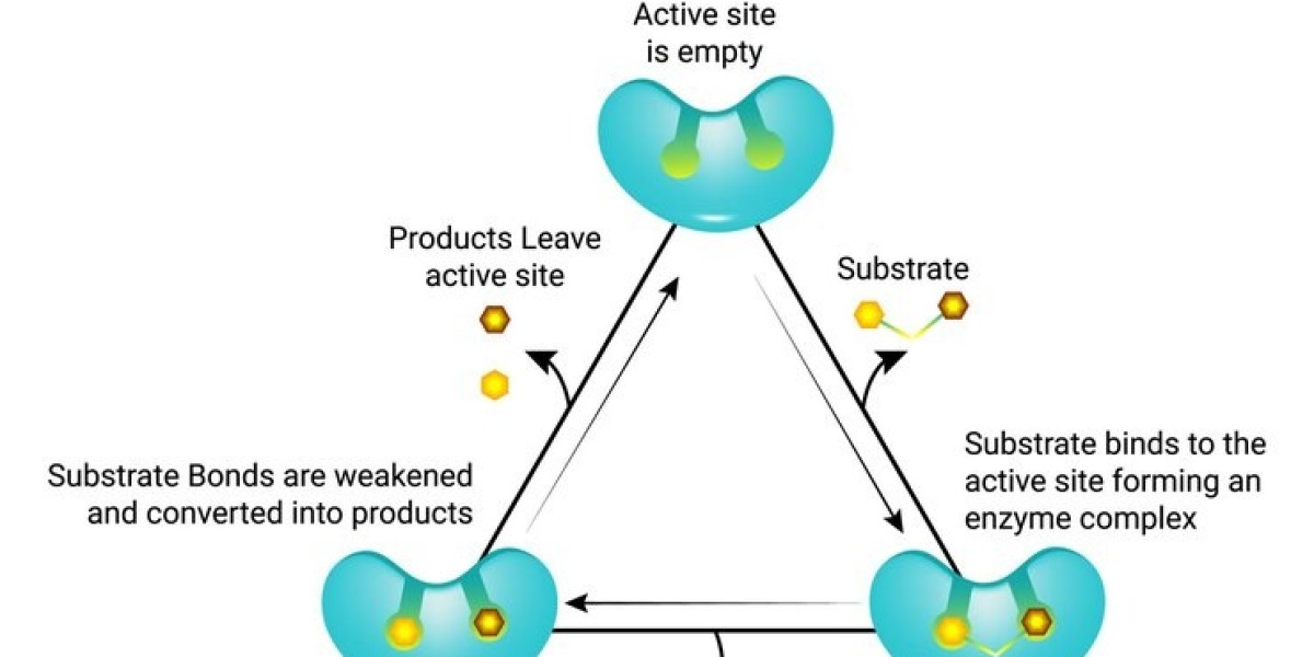 Top Players in the Enzymes Market: Strategies to Capture $27.58 Billion Opportunity