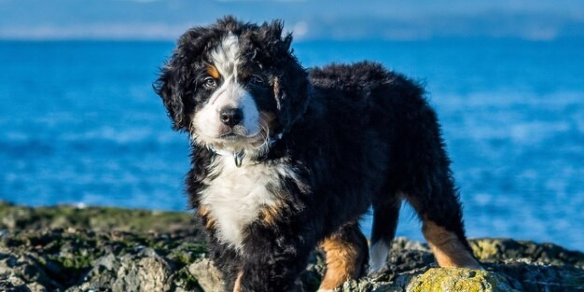 Finding the Perfect Companion: Exploring Bernedoodle Breeders, Guardian Programs, and Available Puppies