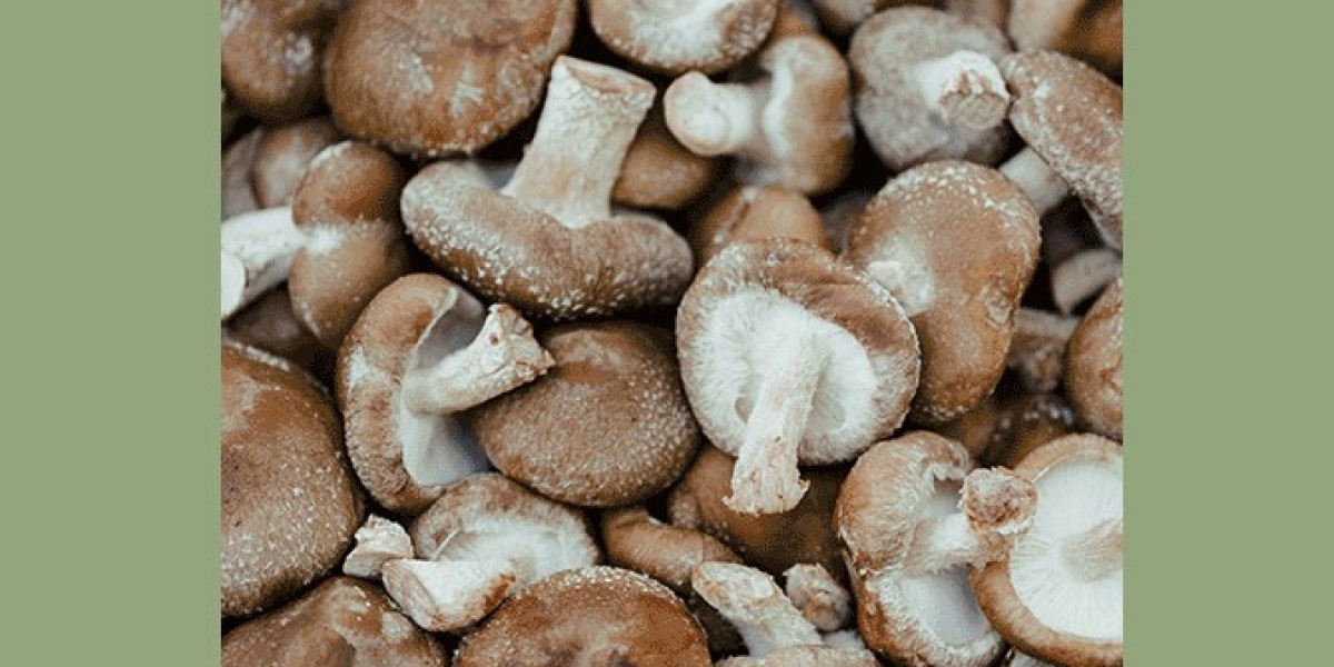 Mushroom Market 2024 Trends, Share & Forecast Report to 2032