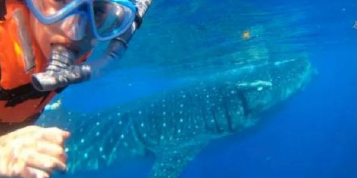 Explore the Majestic Whale Sharks: An Unforgettable Tour in Cancun