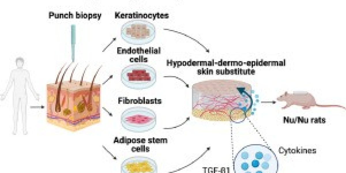 Biological Skin Substitutes Market to Reach USD 1.34 Billion, Globally, by 2031 at  5.2% CAGR: We Market Research