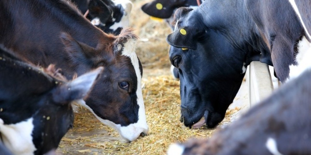 Cattle Feed Market Analysis: Size, Share, Trends, and Forecast for 2023-2033