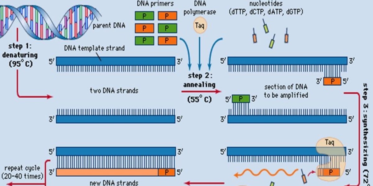 PCR Market Report: Key Players in a USD 30.43 Billion Industry by 2034