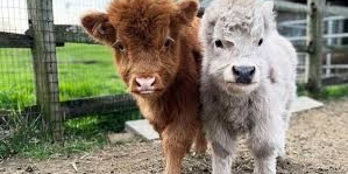 MiNi Cow Breed