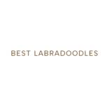 Best Labradoodles