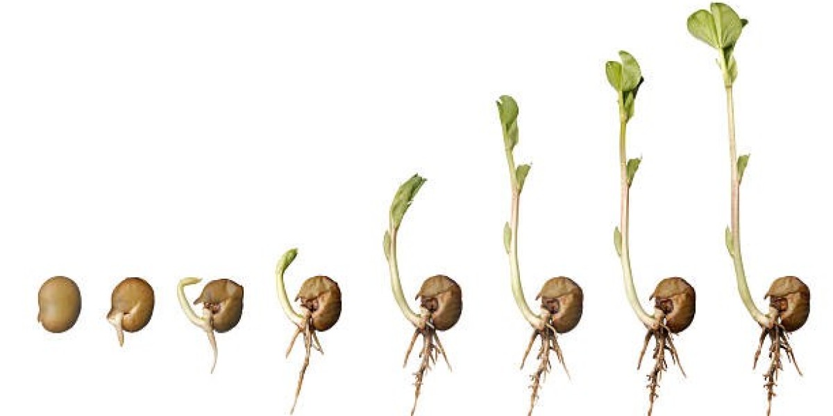 Unlocking the Secrets of Seed Germination for Aeroponic Success