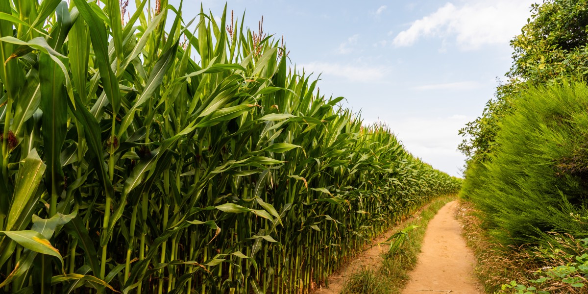 Sugarcane Farming: A Sweet Journey from Field to Harvest