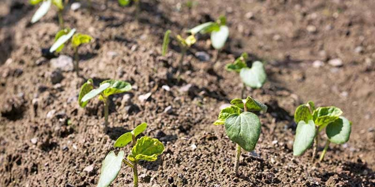 Garden Soil 